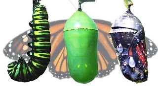 Monarch Butterfly Metamorphosis Timelapse FYV [upl. by Streetman885]