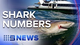 Fisherman say Sydney’s harbour is teeming with sharks  Nine News Australia [upl. by Gairc]