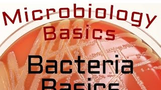 Bacteria Basics  Microbiology Lectures [upl. by Mercie]