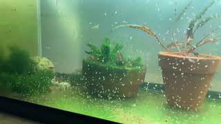 Daphnia Culturing Snails or no snails [upl. by Amberly933]