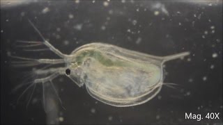 Daphnia magna under the Microscope [upl. by Karilla366]