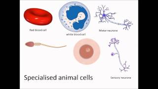 Specialised animal cells [upl. by Akimik443]