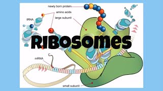 The CellRibosomes [upl. by Suzi]