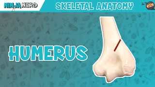 Humerus Anatomy [upl. by Edik]