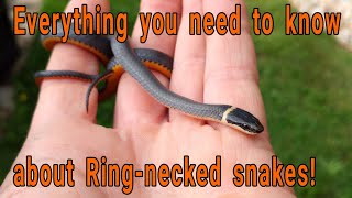 Everything you need to know about Ringnecked snakes Diadophis punctuatus [upl. by Goldston708]