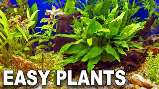 My Top 10 Easy Beginner Aquarium Plants [upl. by Lledyr]