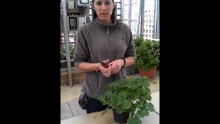 How to overwinter a Pelargoniumgeranium [upl. by Coulombe]