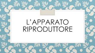 L’apparato riproduttore [upl. by Eelirol372]