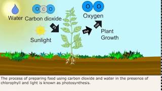 Class 7 Science  Autotrophic Nutrition in Plants [upl. by Bough]