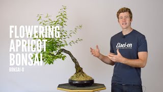 Defoliating Flowering Apricot Bonsai  BonsaiU [upl. by Ahsaei743]