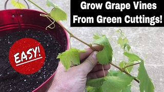 How To Regrow Grape Vines From Fresh Cuttings [upl. by Evangelin]