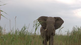 Elephant Hunting in the Caprivi [upl. by Eenoj]