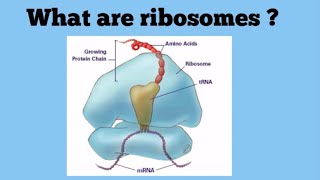 Ribosomes The Protein Factories [upl. by Inanaup]