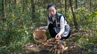 （乌天麻）Gastrodia elata looks like a bug make it into Chinese food ｜药材一样可以做成中国美食｜野小妹 wild girl [upl. by Daphene]