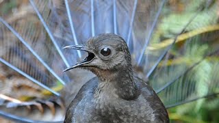 Lyrebird Mimicking Chainsaws Cameras Cars and Even People [upl. by Leinto486]