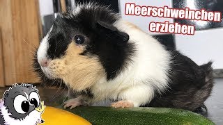 Meerschweinchen richtig erziehen  Die Meeries [upl. by Ajidahk]