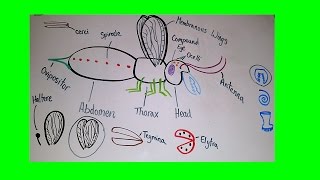 Introduction to Insect Anatomy [upl. by Annohsat]