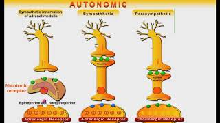 Autonomic Nervous System animation [upl. by Ahtoelc371]