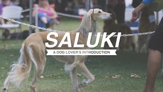 SALUKI A DOG LOVERS INTRODUCTION [upl. by Elodia738]