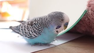 3 Hour Budgie sounds  Cookie and his Mirror singing [upl. by Ramiah]