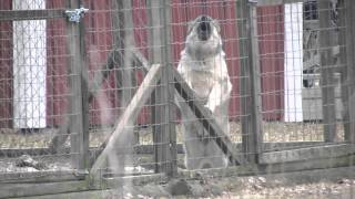 Norwegian elkhounds on guard [upl. by Roz]