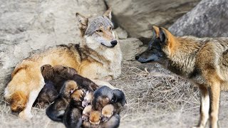 Wolf Giving Birth To Many Cute Puppies In The Wild [upl. by Rhodia]