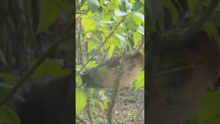 Masked Laughingthrush Calling [upl. by Reffineg]