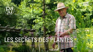 Le savoir d’un droguiste passionné de plantes médicinales [upl. by Assej787]