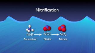 Nitrogen Removal Basics [upl. by Lekim]