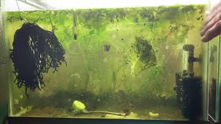 Scuds Daphnia Cherry Shrimp Copepods My aquatic food culture [upl. by Niwrad68]