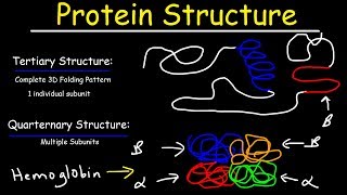 Protein Structure  Primary Secondary Tertiary amp Quarternary  Biology [upl. by Assiruam]