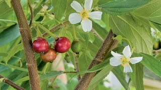 Growing the Strawberry Tree Muntingia calabura [upl. by Holmun]