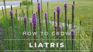 Liatris Spicata  All about Liatris from Seed to Bloom [upl. by Pironi]