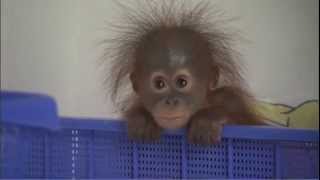 Adorable Baby Orangutans [upl. by Arec]