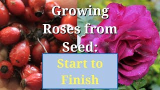 Grow Roses from Seed Start to Finish [upl. by Sauers]