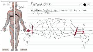 Dermatomes [upl. by Weitman591]