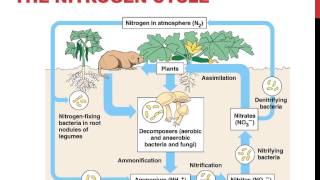 Biogeochemical cycles [upl. by Bierman760]