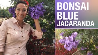 Dwarf Jacaranda is a great accent for your yard  Sara Bendrick [upl. by Imit310]