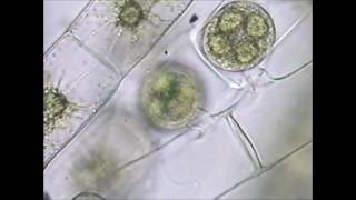 Spirogyra Conjugation [upl. by Yerkovich]