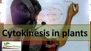 Cytokinesis in plant cell [upl. by Labanna706]