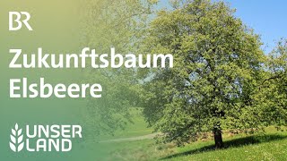 Zukunftsbaum Elsbeere  Unser Land  BR Fernsehen [upl. by Gamages]