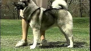 Norwegian Elkhound  AKC Dog Breed Series [upl. by Anaiq]