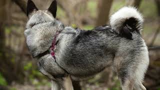 Norwegian Elkhound dog  Profile care health training [upl. by Nelan]