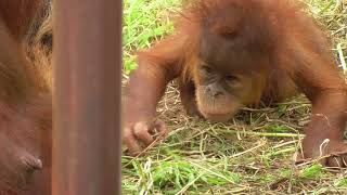 Baby Orangutan POPO 03  Start Crawling [upl. by Ellerrehc]