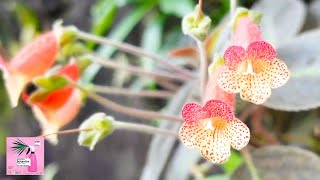 Les plantes médicinales africaines [upl. by Rentsch]