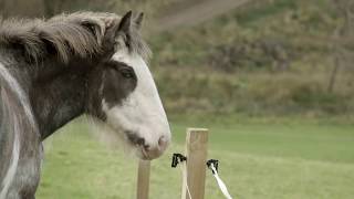 Clydesdale Saving the Greatest Horse  Official Trailer [upl. by Delmor]