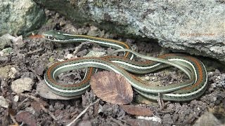 Thamnophis proximus rubrilineatus [upl. by Oiligriv29]