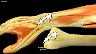 Compartments of the forearm extensor retinaculum [upl. by Adelpho]