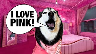 My Husky Turned My Room PINK SHE ARGUES [upl. by Ennaillek449]