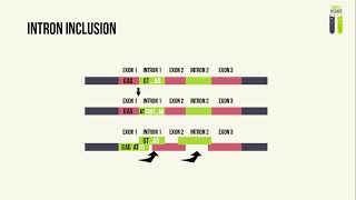 Genetic Mutations  Part 2  Splice Site Mutations [upl. by Mahmud]